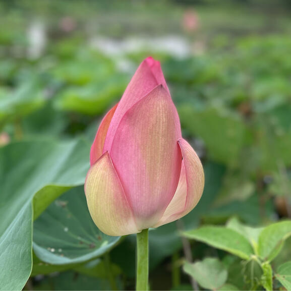 Monthly podcast episodes that provide a guide to building different futures.